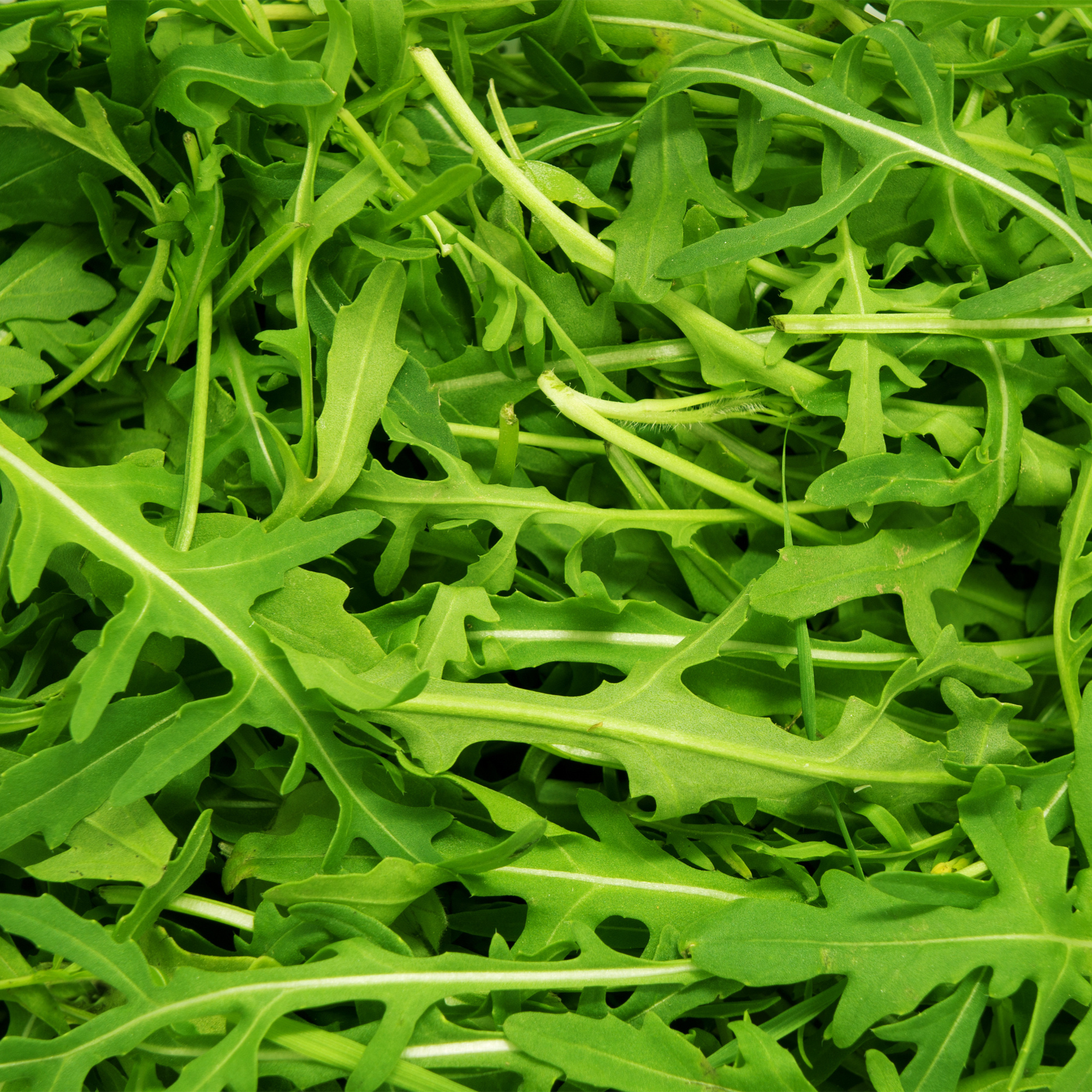 Sow the Magic Arugula Tarot Seed Packet